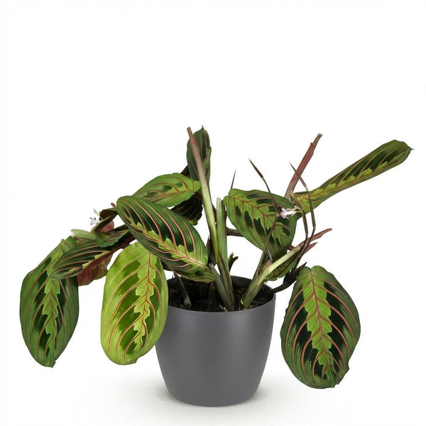 Gebedsplant - Maranta Fascinator Tricolour - Ø12cm - ↕25cm