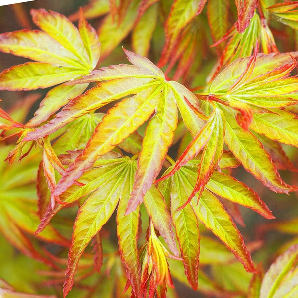 Japanse Esdoorn - Acer palmatum Little Princess - Ø12cm - ↕35cm