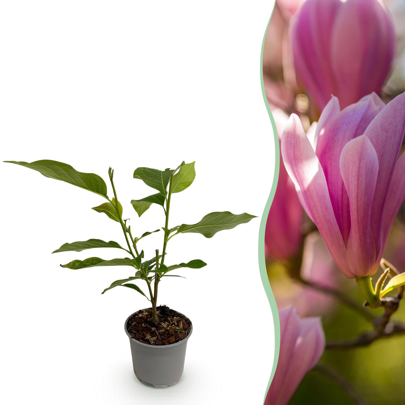 Magnolia - Magnolia Heaven Scent - roze - Ø12cm - ↕30cm
