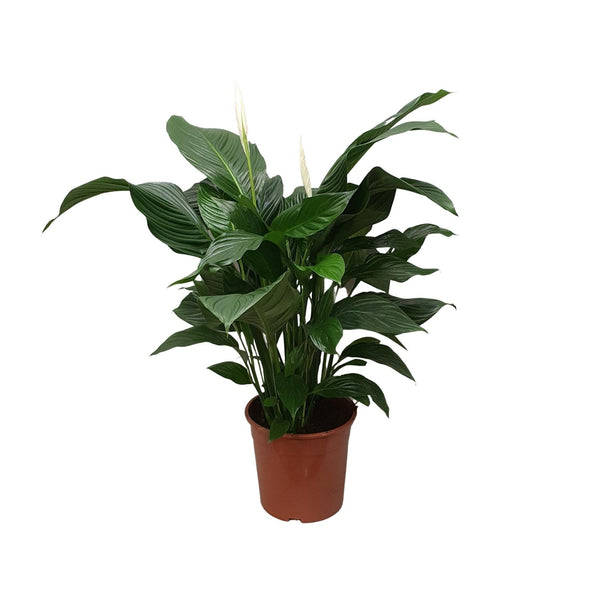 Lepelbloem - Spathiphyllum Sweet Silvana - Ø24cm - ↕80cm