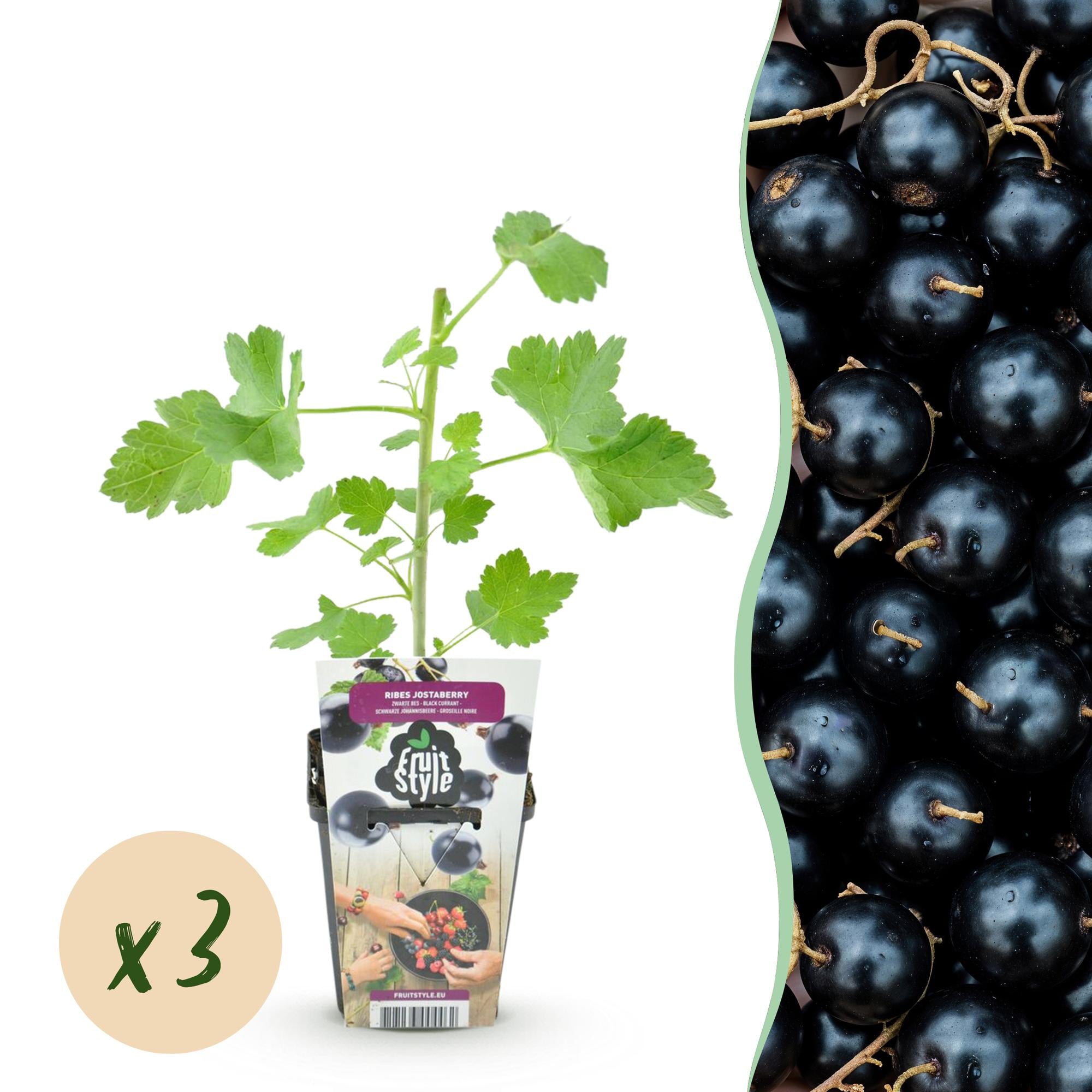 Jostabes - Ribes Jostabes - Ø9cm