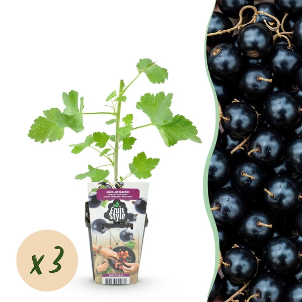 Jostabes - Ribes Jostabes - Ø9cm
