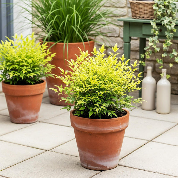 Hemelse bamboe - Nandina domestica 'Lemon & Lime' - Ø17cm - ↕45cm