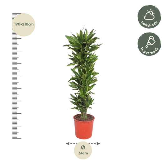 Drakenbloedboom - Dracaena Golden Coast - Ø34cm - ↕200cm