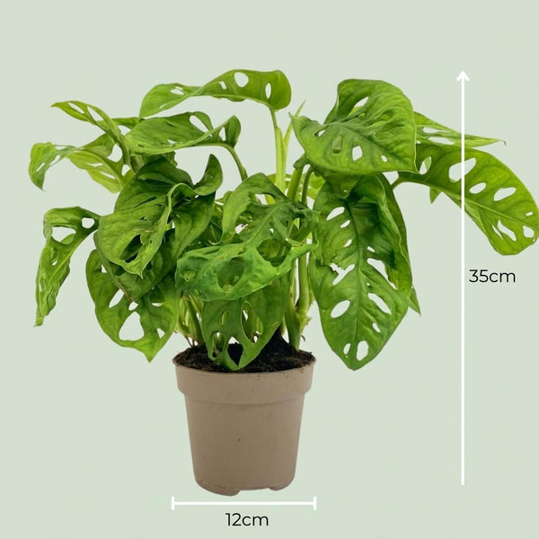 Gatenplant - Monstera Adansonii Monkey Mask - Ø12cm - ↕25-35cm