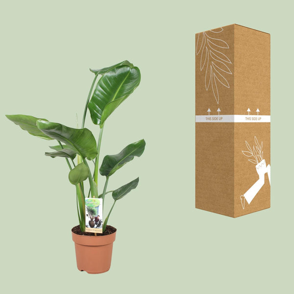 Witte paradijsvogelplant - Strelitzia nicolai - Ø17cm - ↕60cm