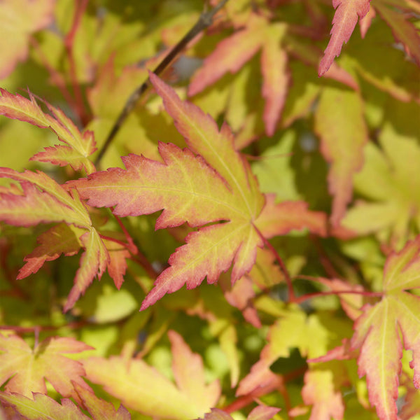 Japanse Esdoorn - Acer palmatum Sangokaku - Ø12cm - ↕35cm