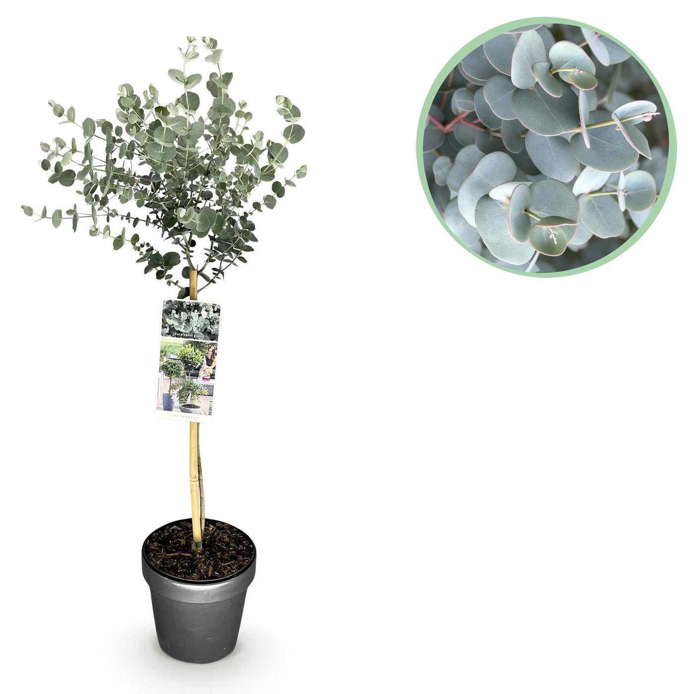 Eucalyptus op stam - Eucalyptus gunnii Azure - Ø19cm - ↕70-90cm