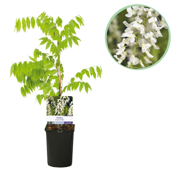 Blauwe regen - Wisteria floribunda alba - wit - Ø11cm - ↕40cm