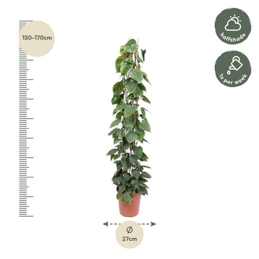 Philodendron Scandens gaasrek - Ø27cm - ↕160cm