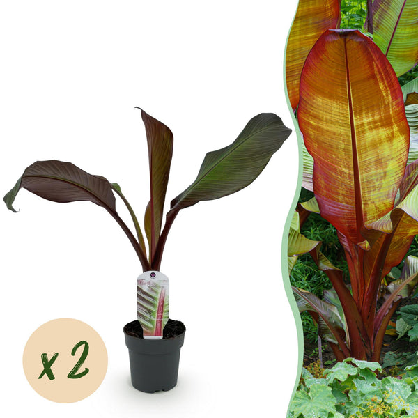 Bananenplant - Ensete ventricosum Maurelli - Ø12cm - ↕30cm