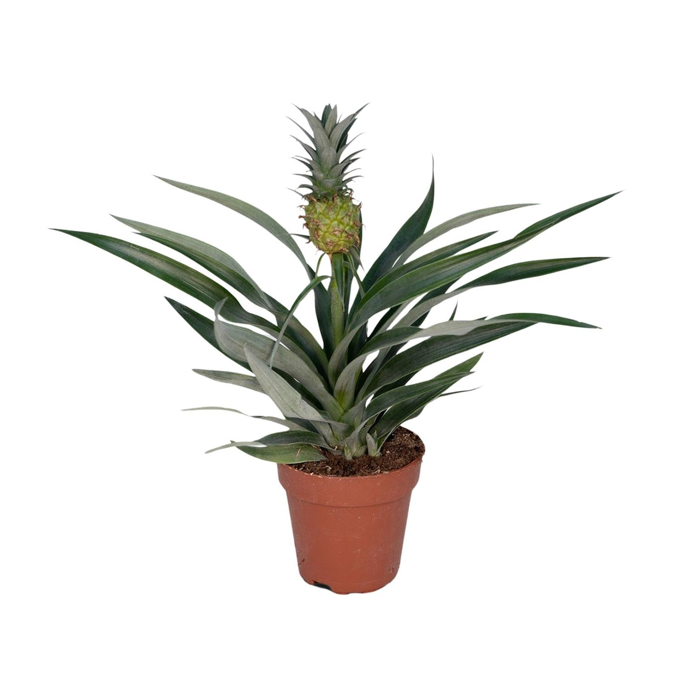 Ananasplant - Ananas comosus - Ø12cm - ↕30cm