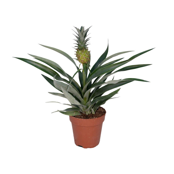 Ananasplant - Ananas comosus - Ø12cm - ↕30cm