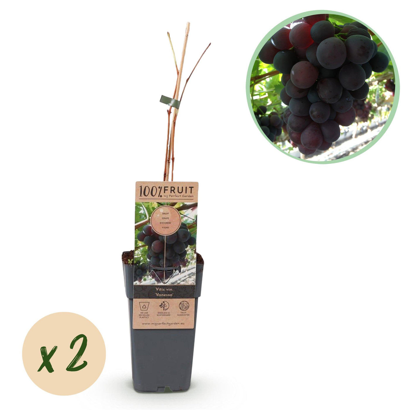 2x Druif - Vitis vinifera Vanessa - Ø15cm - ↕50cm