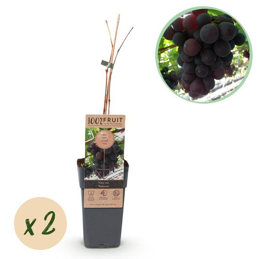 Druif - Vitis vinifera Vanessa - Ø15cm - ↕50cm