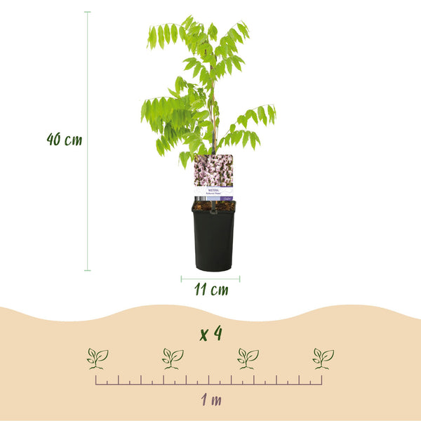Blauwe Regen - Wisteria floribunda Rosea - Ø11cm - ↕40cm