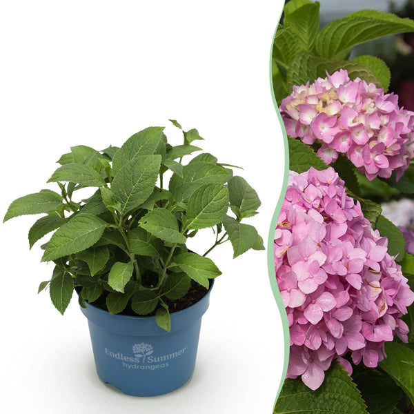 Hortensia - Hydrangea Endless Summer The Original Pink - roze - Ø14cm - ↕20-25cm