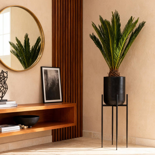 Cycas revoluta - Palmvaren - Ø15cm - ↕45-55cm