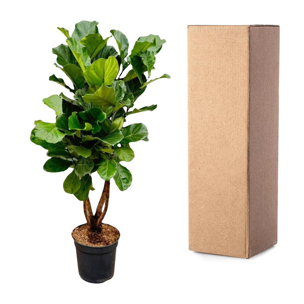 Vioolbladplant - Ficus lyrata vertakt - Ø34cm - ↕170cm