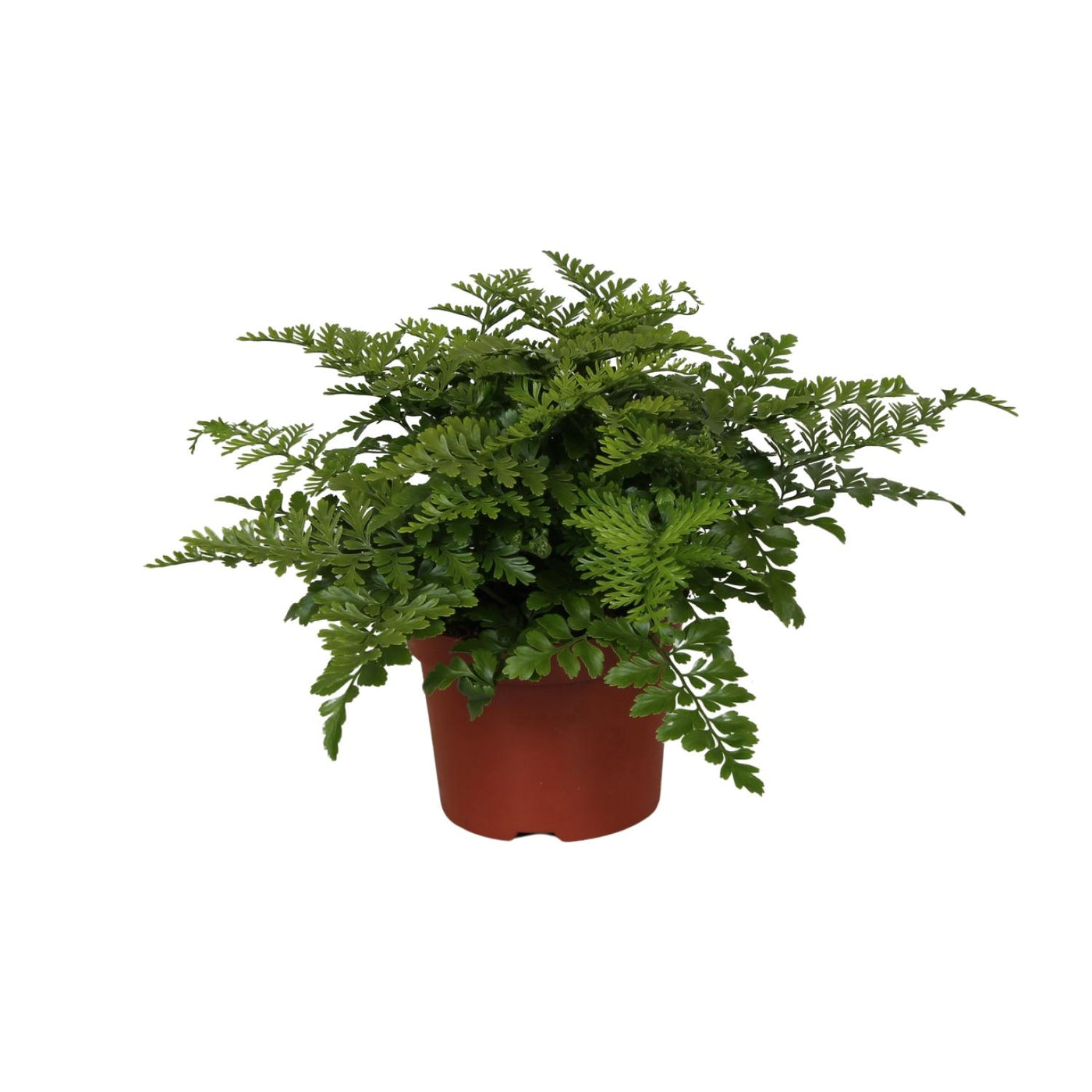 Tongvaren - Asplenium Parvati - Ø12cm - ↕25cm