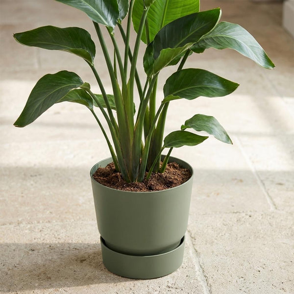 Pot Elho greenville round - leaf green - Ø20cm