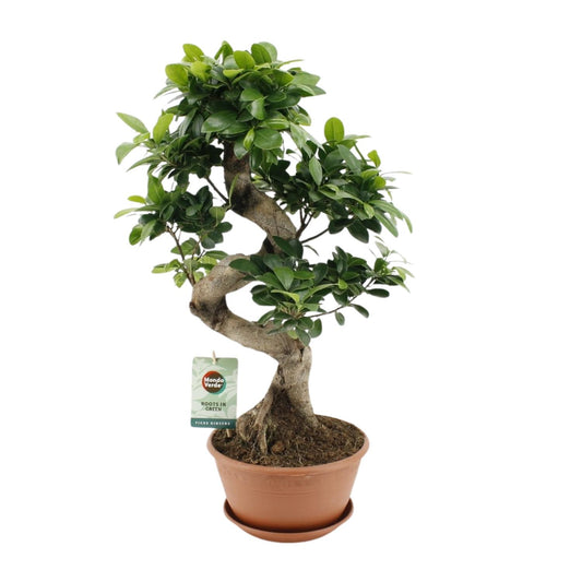 Vijgenboom - Ficus Ginseng - Ø22cm - ↕60cm