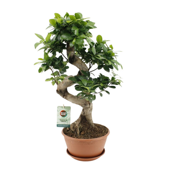 Vijgenboom - Ficus Ginseng - Ø22cm - ↕60cm