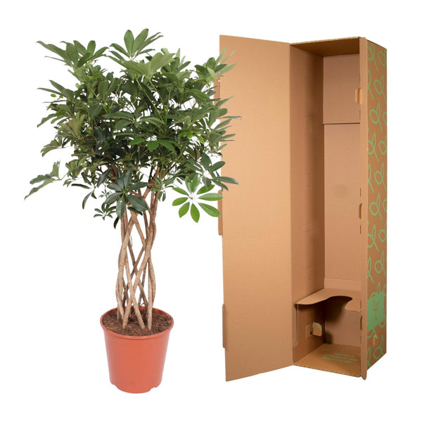 Vingerboom - Schefflera Arboricola Compacta gevlochten stam - Ø30cm - ↕130cm