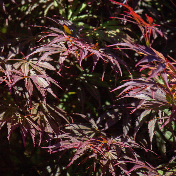 Japanse Esdoorn - Acer palmatum Trompenburg -Donker Paars - Ø19cm - ↕70cm
