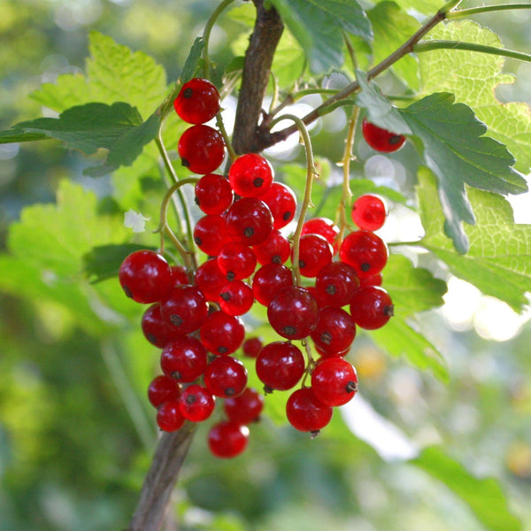 Bessenplant - Ribes rubrum Jonkheer van Tets - Ø15cm - ↕50cm