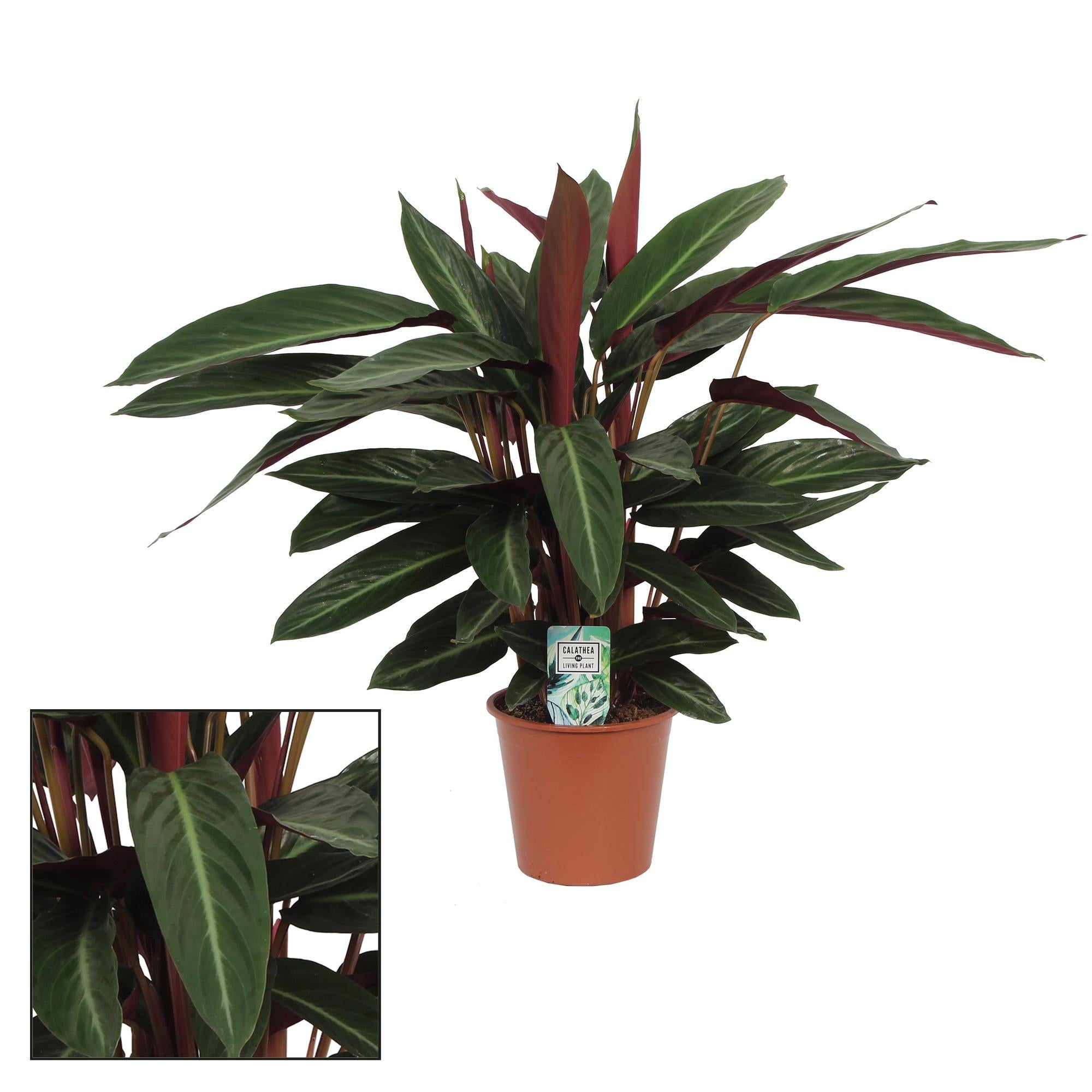 Calathea Stripestar Living - Ø17cm