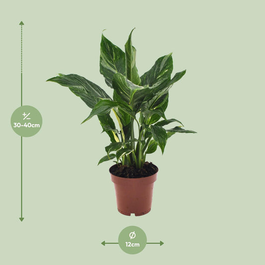 Lepelbloem - Spathiphyllum Diamond - Ø12cm - ↕40cm