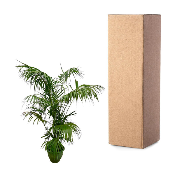 Kentiapalm - Kentia Palm - Ø32cm - ↕260cm