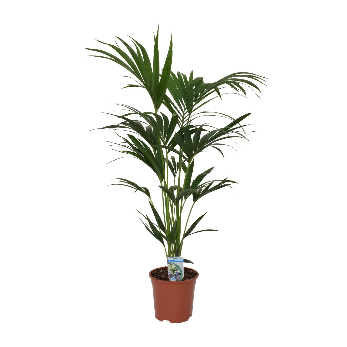 Kentiapalm - Howea forsteriana - Ø21cm - ↕120cm
