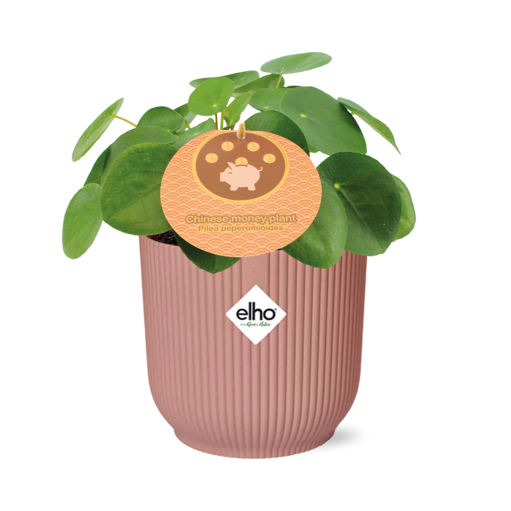 Pannenkoekplant - Pilea Peperomioides in ELHO Vibes Fold - roze - ↕12cm