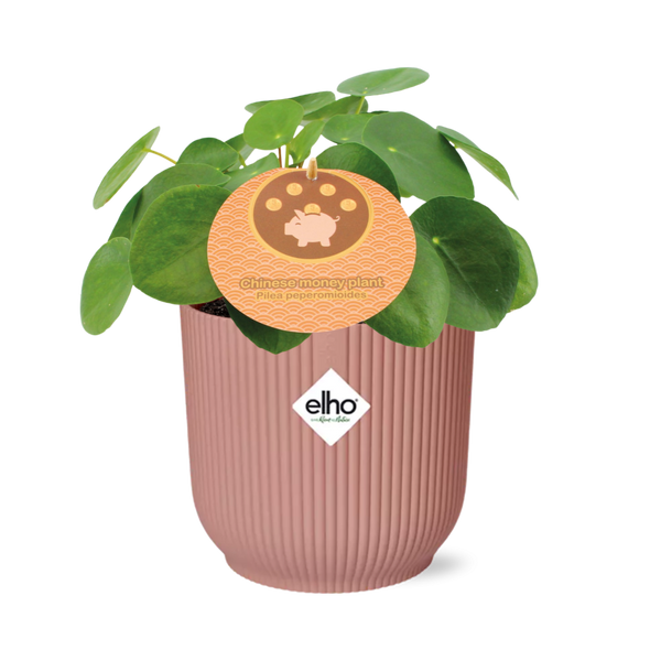 Pannenkoekplant - Pilea Peperomioides in ELHO Vibes Fold - roze - ↕12cm