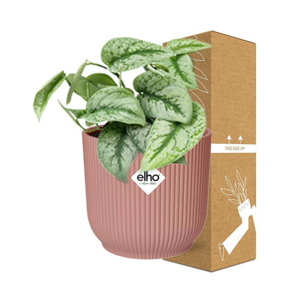 Satijnpothos - Scindapsus pictus 'Trebie' - incl. Elho Vibes Fold Roze - ↕14cm