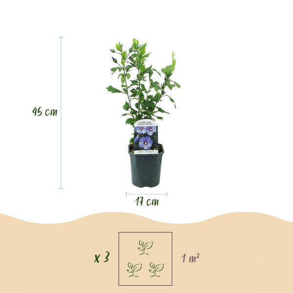 Hibiscus - Hibiscus syriacus 'Oiseau Blue' - blauw - Ø17cm - ↕45cm