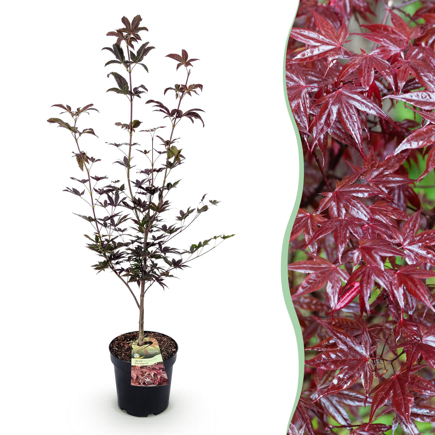 Japanse Esdoorn - Acer palmatum Bloodgood - rood - Ø26cm - ↕90cm