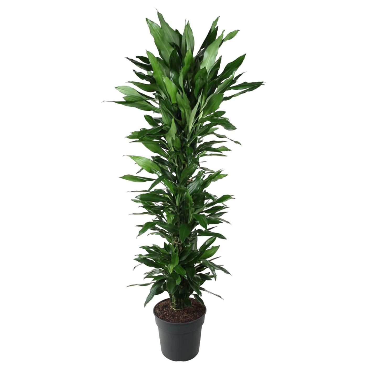 Drakenbloedboom - Dracaena Janet Lind - ↕170cm