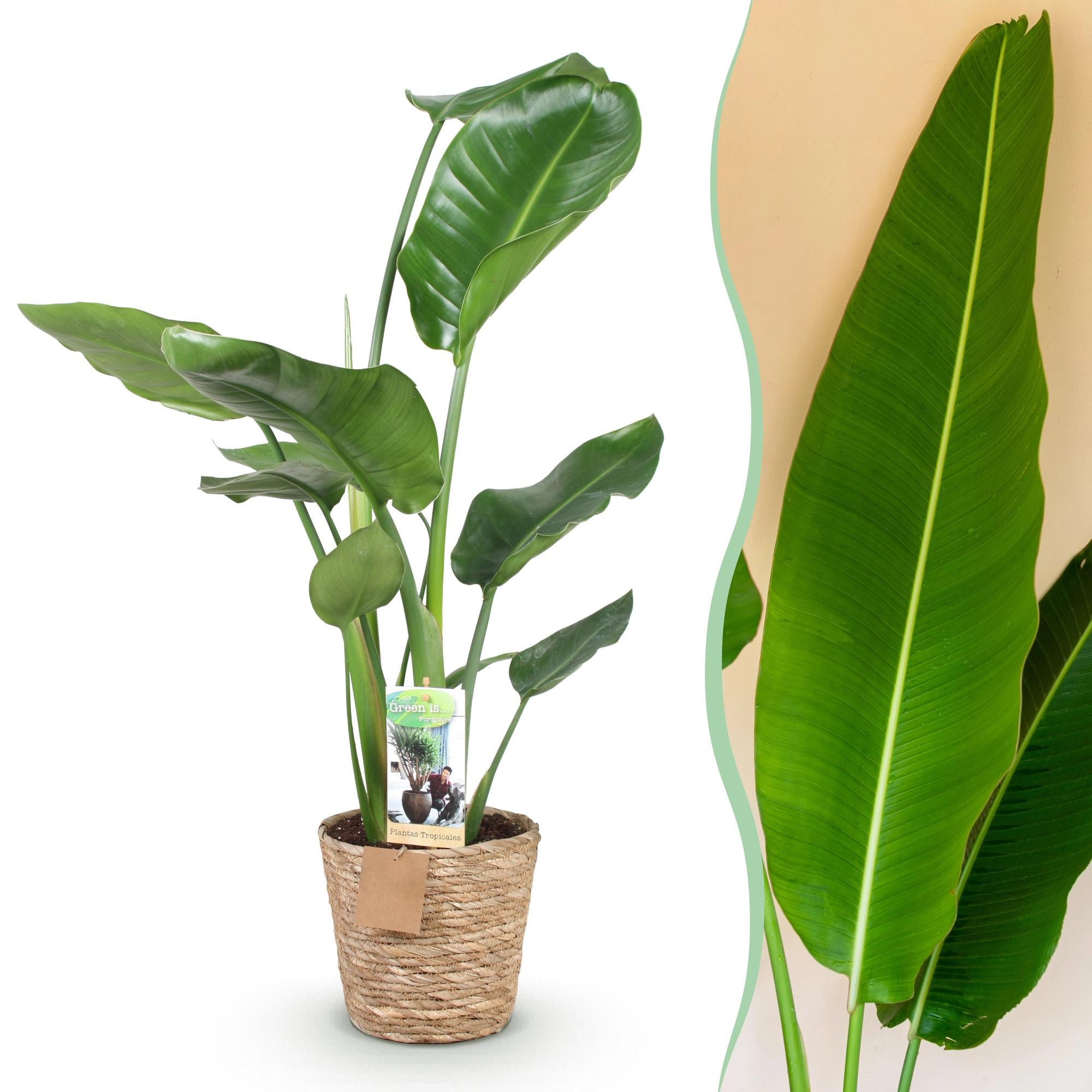 Witte paradijsvogelplant - Strelitzia nicolai - Ø17cm - ↕70-90cm