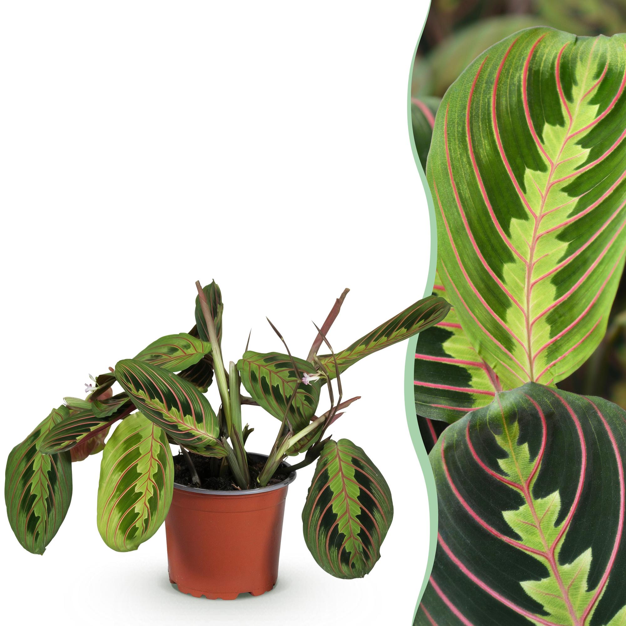 Gebedsplant - Maranta Fascinator Tricolour - Ø12cm - ↕25cm