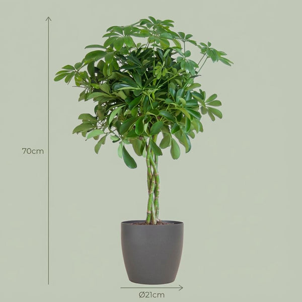 Vingerboom - Schefflera Arab Nora - incl. Pot - Grijs - Ø21cm - ↕70cm