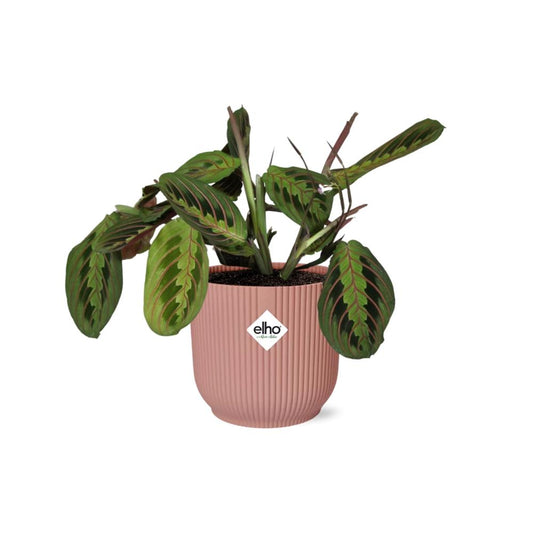 Zebraplant - Maranta Leuconeura ‘Fascinator’ Tricolor - incl. Elho Vibes Fold Roze - ↕14cm