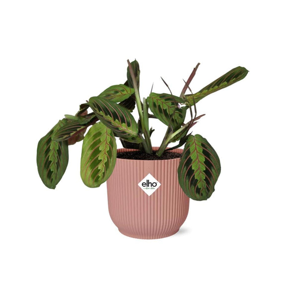 Zebraplant - Maranta Leuconeura ‘Fascinator’ Tricolor - incl. Elho Vibes Fold Roze - ↕14cm