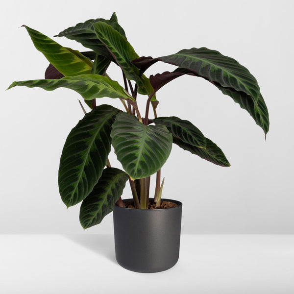 Pauwenplant - Calathea Warscewiczii - Ø19cm - ↕70cm