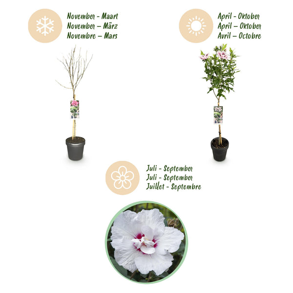Hibiscus op stam - Hibiscus syriacus 'Starburst Chiffon' - Ø19cm - ↕90cm