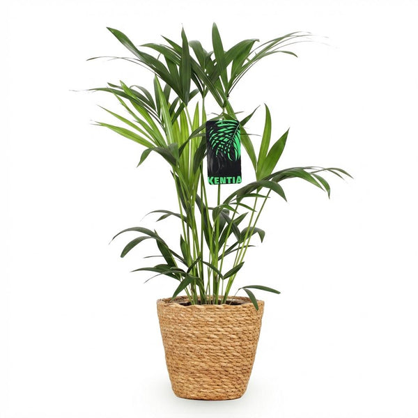 Kentiapalm - Howea forsteriana - Ø19cm - ↕80-85cm