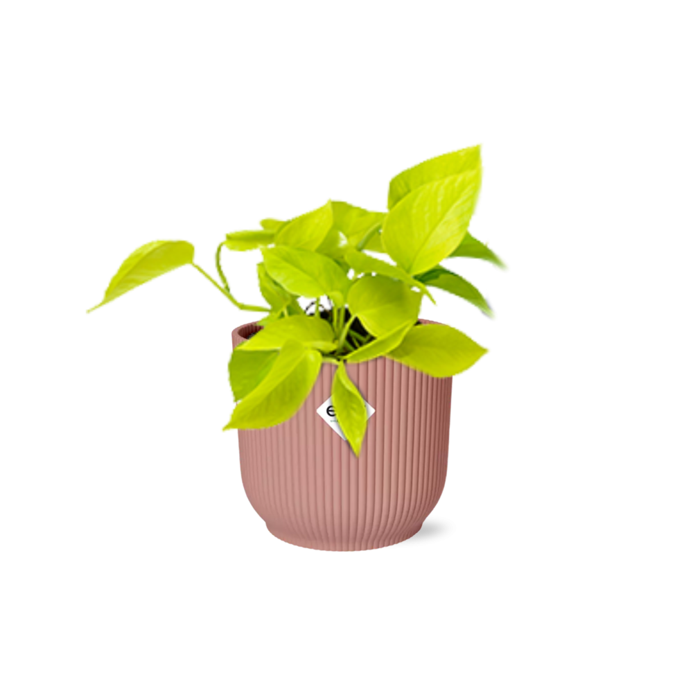 Pothos - Epipremnum pinnatum - incl. Elho Vibes Fold Roze - ↕14cm