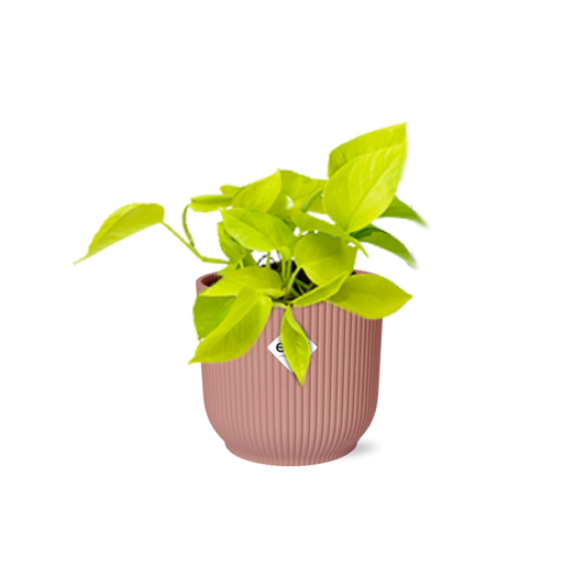 Pothos - Epipremnum pinnatum - incl. Elho Vibes Fold Roze - ↕14cm